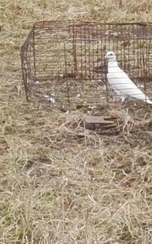 Gołąb zdradził kłusownika