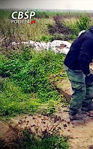 [VIDEO] Plantacja marihuany ukryta była pod ziemią