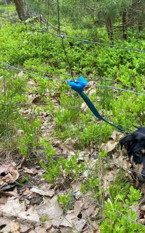 Rozpoznajesz pieska? Policja poszukuje właściciela