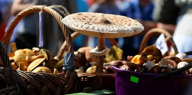 Rekordowe Grzybobranie w Długosiodle